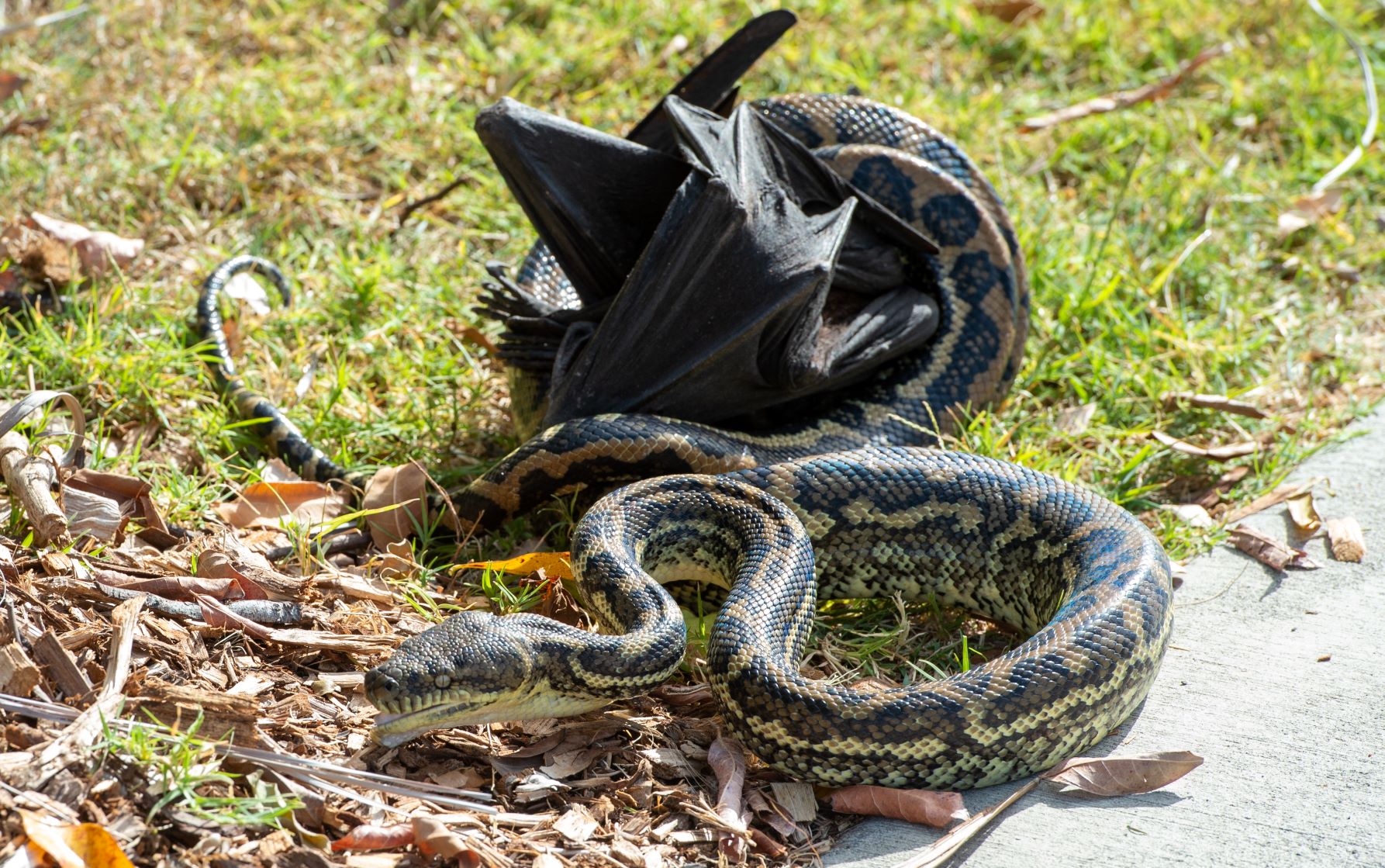 Snake enjoys breakfast wrap as part of high-bat diet - Sunshine Coast News