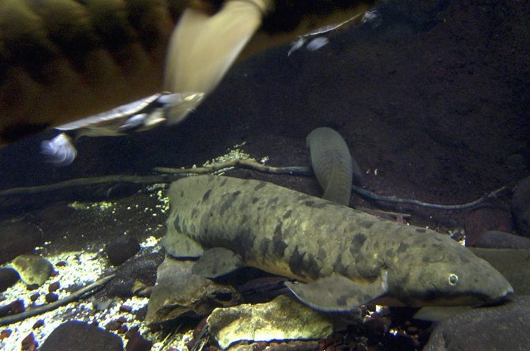 Scientists crack code of ancient Mary River lungfish