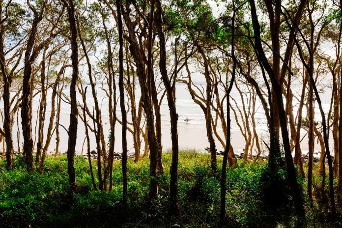 Paper surfers Tea Tree by Damian Watts salty pixel
