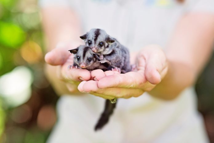 Wildlife HQ sugar glider babies