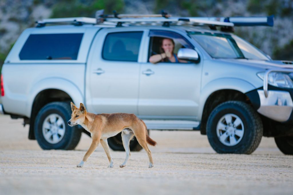 Dingo feeding forces Fraser Island camp closures Sunshine Coast News