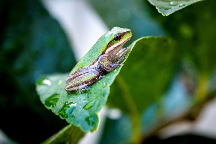 Backyard frog Mal Keeble