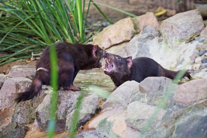 Wildlife HQ, Tasmanian Devils Amelia and Freddo