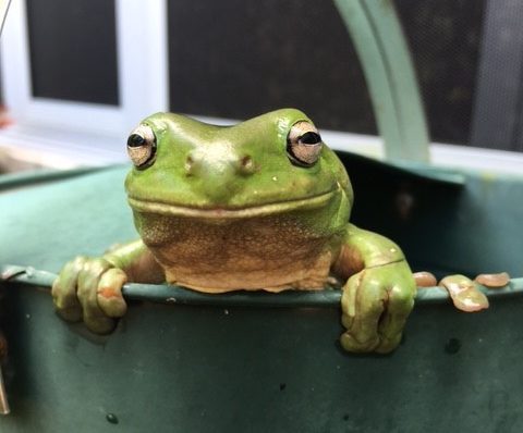 Why frog sightings have jumped on the Sunshine Coast