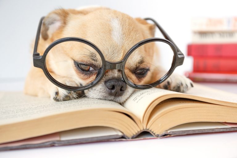 How your dog could help Coast students read