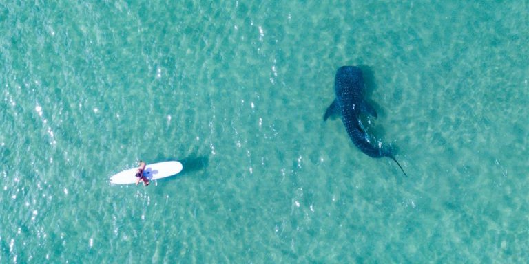 Tale of the photographer and the wayward whale shark