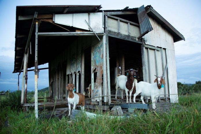 Sunshine-Coast-News-Coolum-Yandina-Rd-Goats-Ben-Lockens-Just-Photography