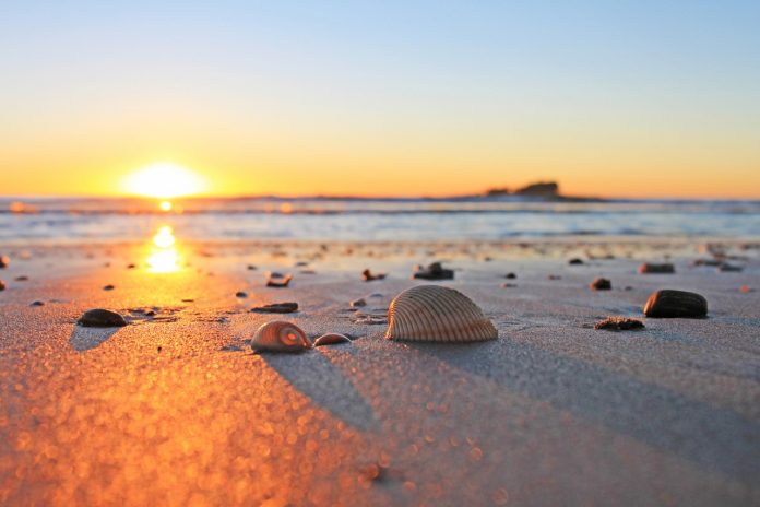 Sunshine-Coast-News-Mudjimba-seashells-Jodie-Price