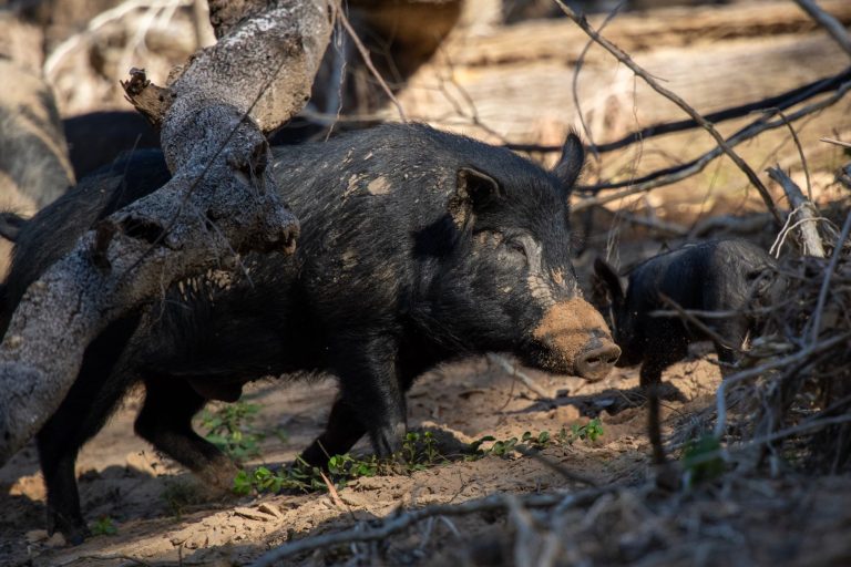 Noosa’s battle with feral pigs goes full-boar