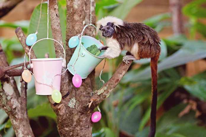 Sunshine-Coast-News-Cotton-Top-Tamarin-Wildlife-HQ
