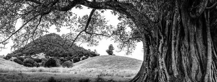Sunshine-Coast-News-Mt-Pinbarren-fig-tree-Edan-Raw