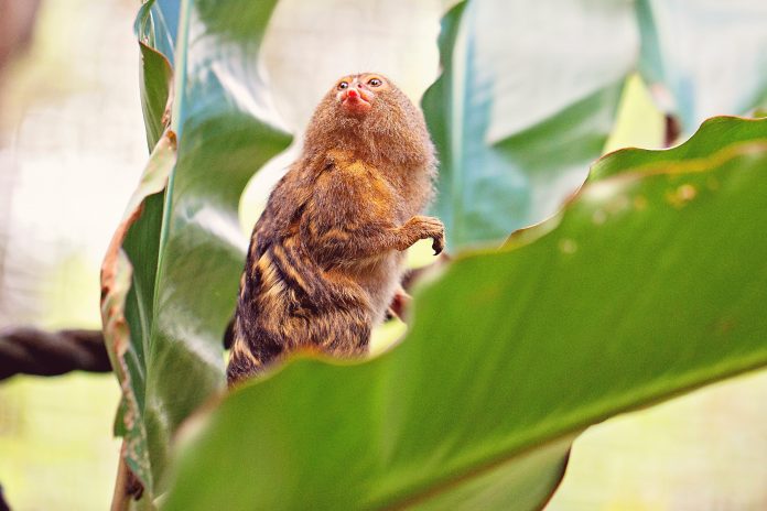 Sunshine-Coast-News-pygmy-marmoset-wildlifeHQ