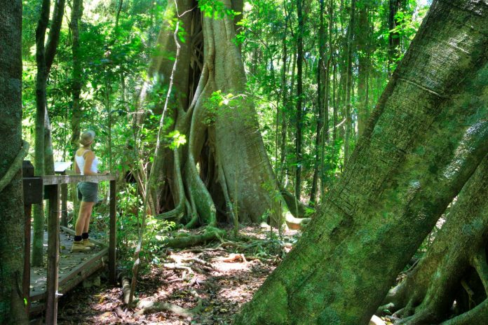 Sunshine-Cosat-News-Mary-Cairncross-Scenic-Reserve-VSC