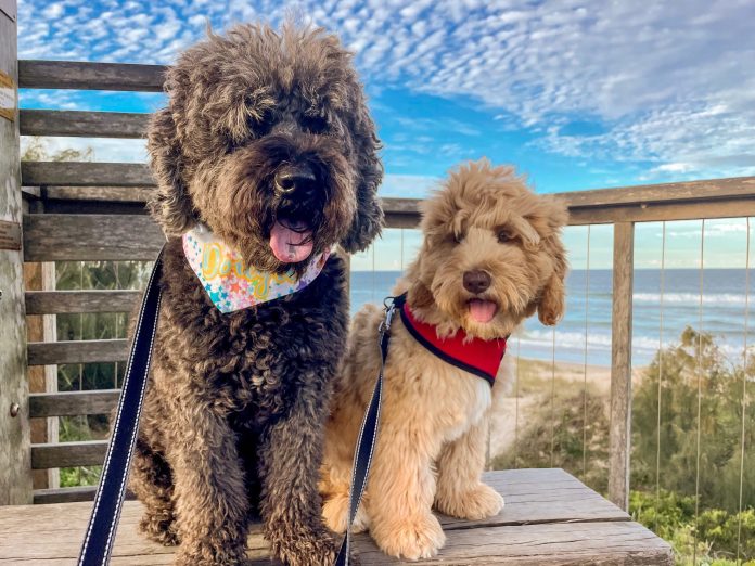 Sunshine-Coast-News-Dougie-and-Huey-at-Mt-Coolum-Kelly-McKay