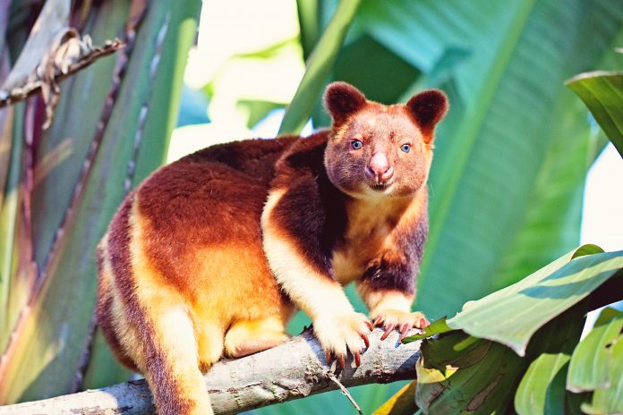 Sunshine-Coast-News-Tree-Kangaroo-Wildlife-HQ