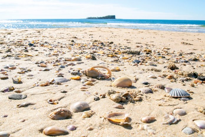 Sunshine-Coast-News-shells-Mudjimba-Jodie-Price