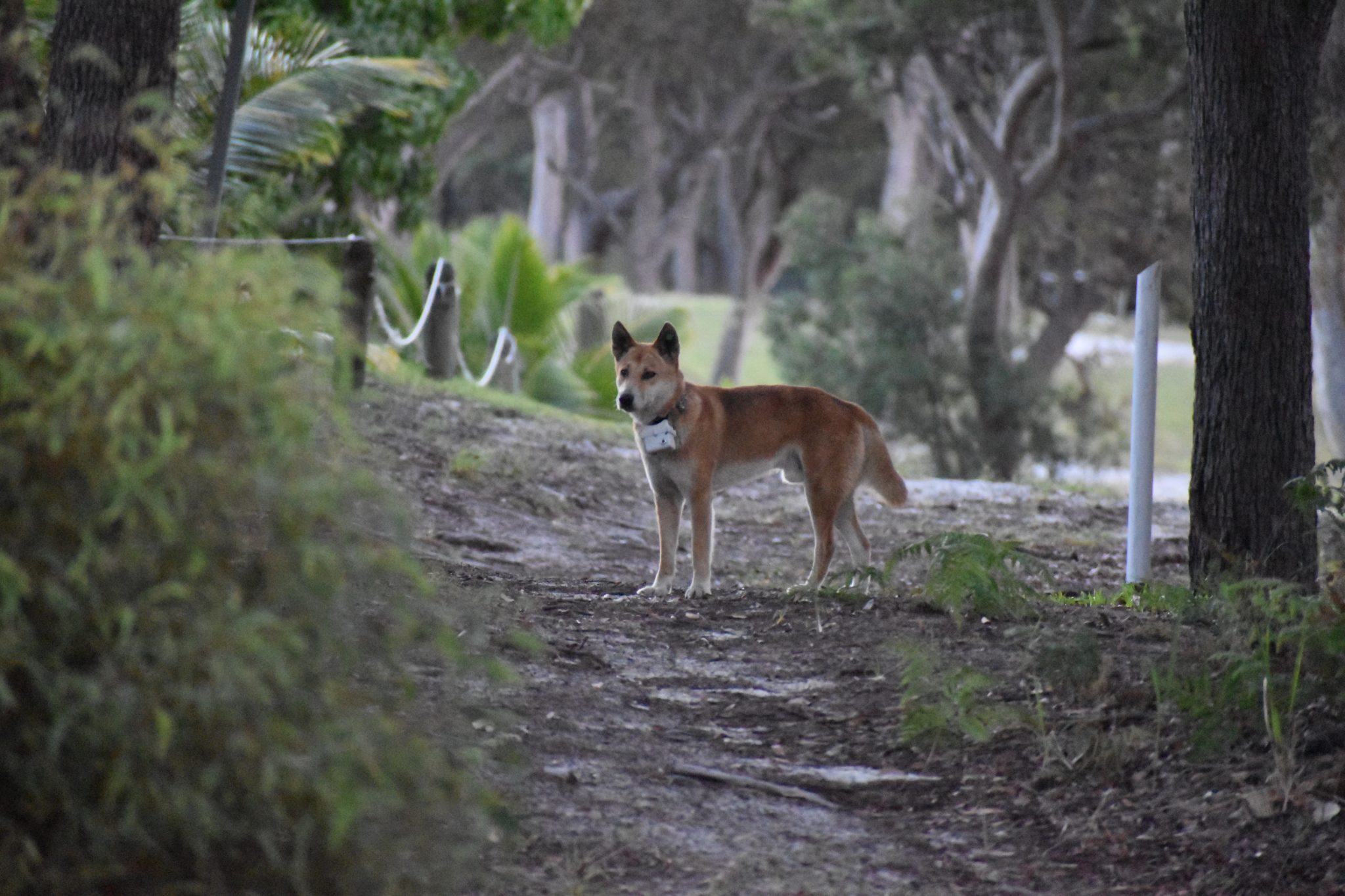 Collar cameras to watch fearless Fraser Island dingoes after recent attacks