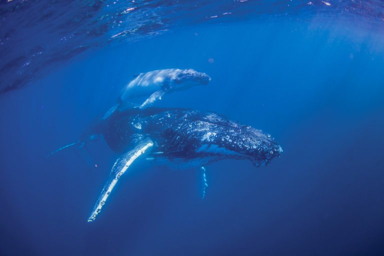 Whales ahoy! Coast welcomes gentle giants’ return