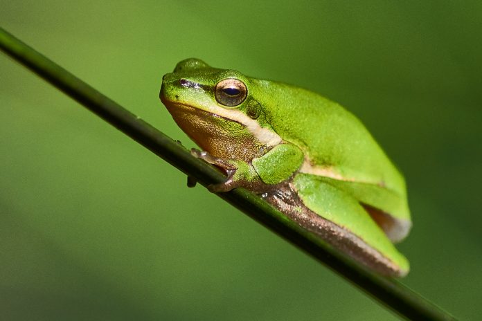 Sedge frogs at Maroochy Regional Bushland Botanic Gardens (MRBBG