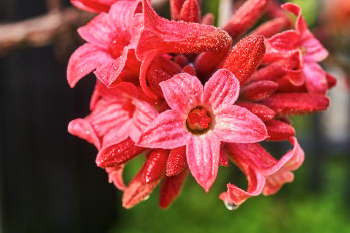 Brachychiton bidwillii. LITTLE KURRAJONG or RUSTY KURRAJONG. Fam