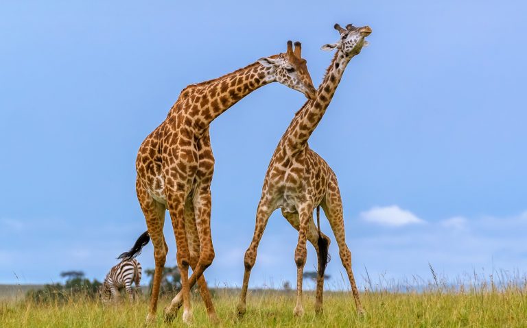 ‘Amazing’: the secret lives of giraffes revealed in study