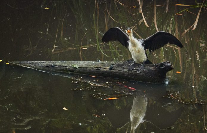 Little Pied Comorant. Maroochy Regional Bushland Botanic Garden,