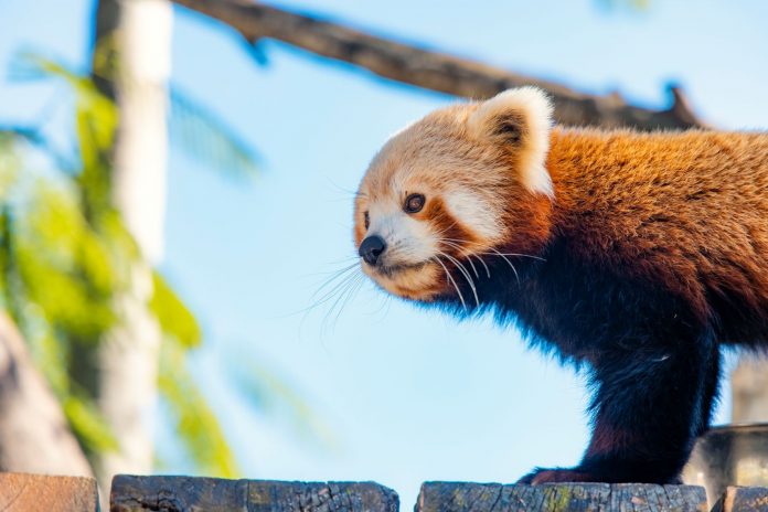 Sunshine-Coast-News-Red-Panda-Wildlife-HQ-VSC credit