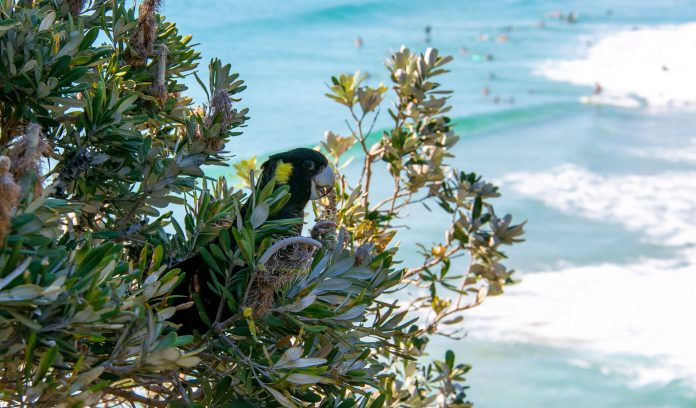 Sunshine-Coast-News-Coolum-cockatoo-Jodie-Price