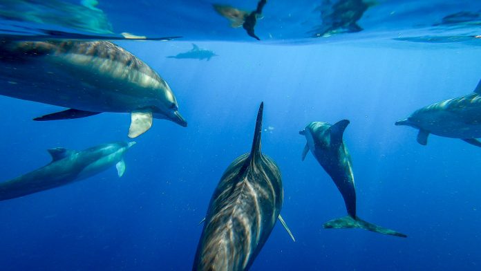 Sunshine-Coast-News-Dolphins-Nick-Dobs
