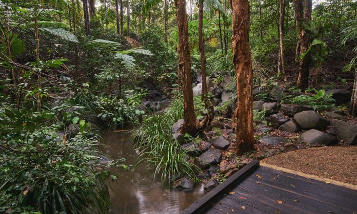 Fern Glade at Maroochy Regional Bushland Botanic Garden, Tanawha