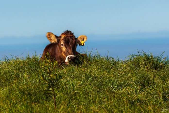Sunshine-Coast-News-Maleny-Cow-Jo-Laidlaw