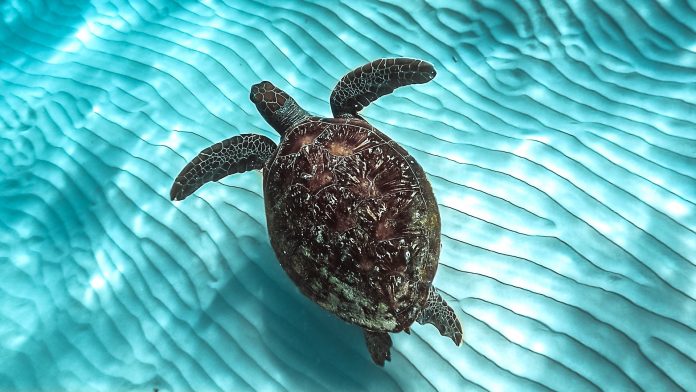 Sunshine-Coast-News-Turtle-NIck Dobs