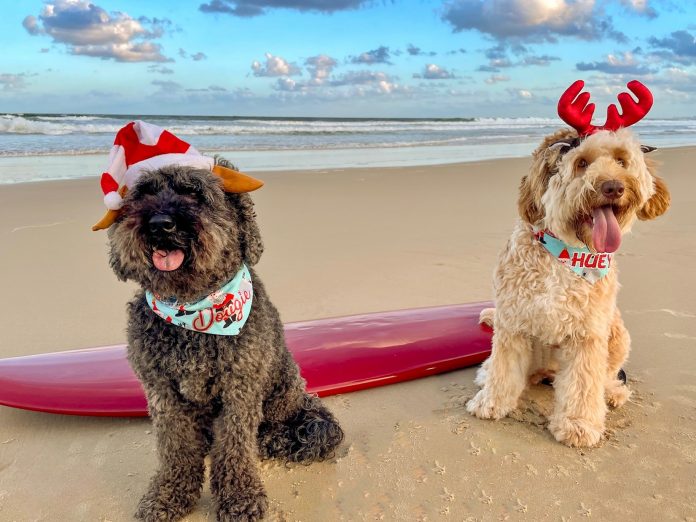 Sunshine-Coast-News-Dougie-and-Huey-Kelly-Anne-McKay