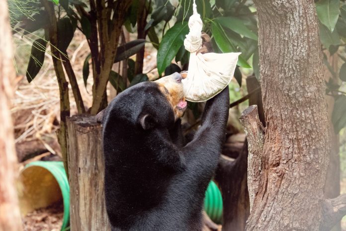 Sunshine-Coast-News-Maly-Sun-Bear-WildlifeHQ