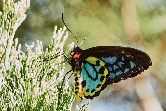 Richmond Birdwing Butterfly (male) at Maroochy Regional Bushland