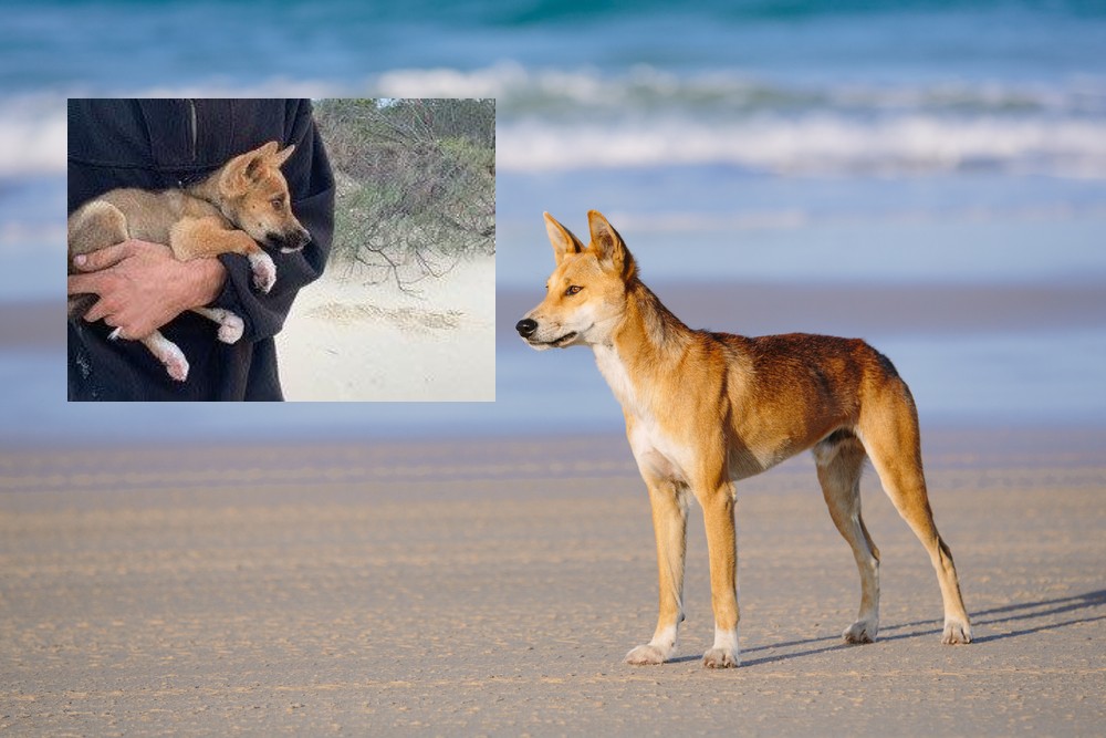 Are Dingoes Native To Fraser Island