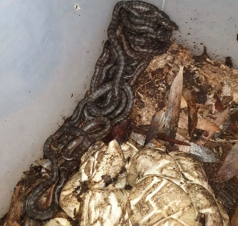 Snake catchers awed by dozens of hatching pythons