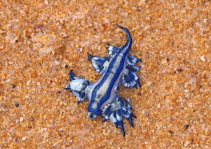 Why unusual ocean 'dragons' are washing up on our beaches