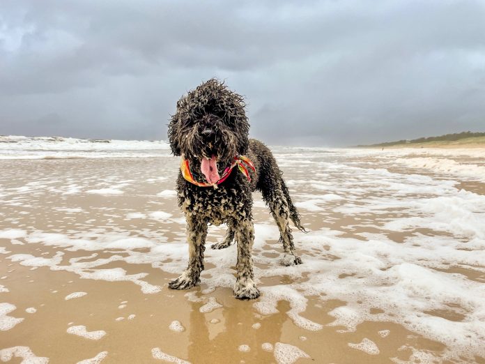 Sunshine-Coast-News-Mt-Coolum-foam-dog-Kelly-McKay