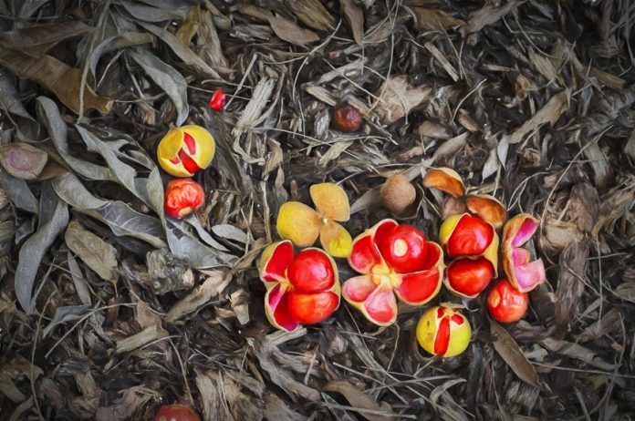Maroochy Regional Bushland Botanic Garden, Tanawha. Sunshine Coa