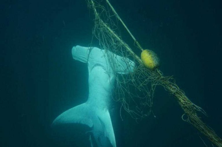 Push to replace ‘outdated’ shark nets and drumlines