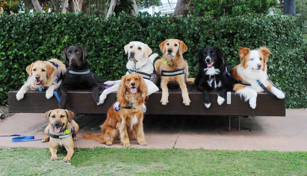Saving souls the rescue dogs changing veterans' lives Sunshine Coast