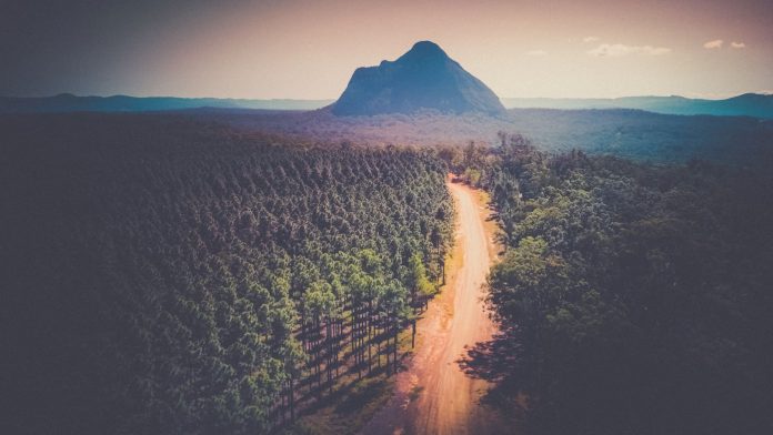 Sunshine-Coast-News-Glasshouse-yellow-brick-road-Sam-Cook