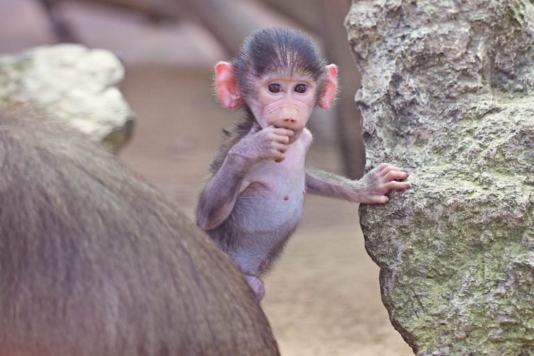 The baby baboon that’s ‘changed everything’ at zoo