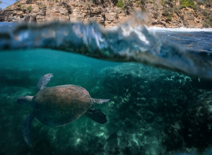 Sunshine-Coast-News-turtle-cartwright
