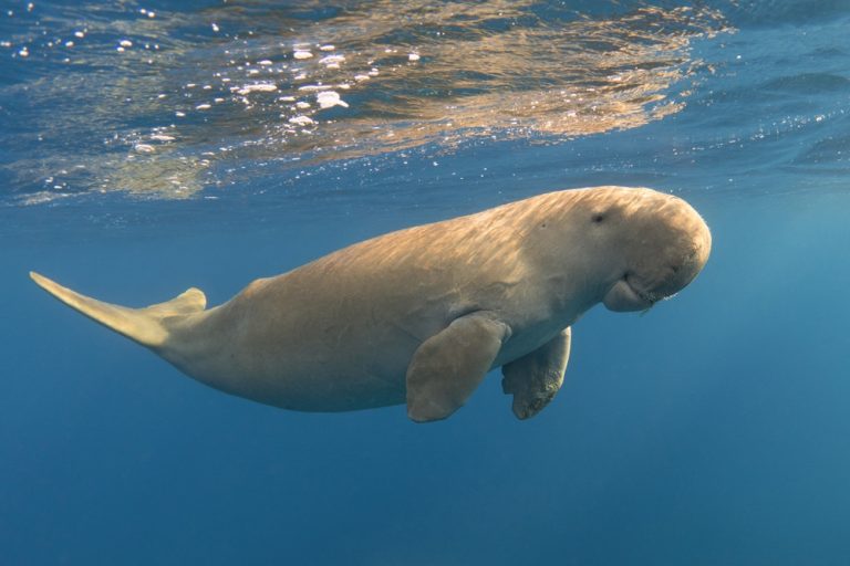Why huge surge in dugong, turtle strandings is coming