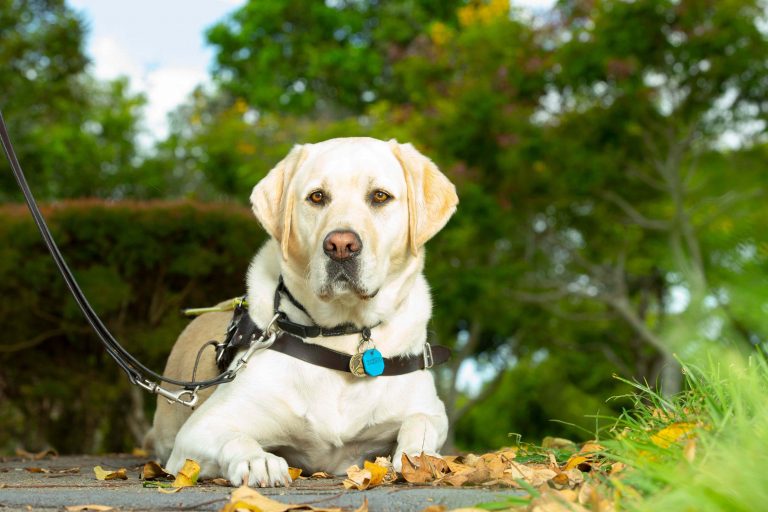 Guide dogs often refused entry, but not here