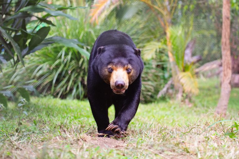 Biggest party of the year for Australia’s first sun bear