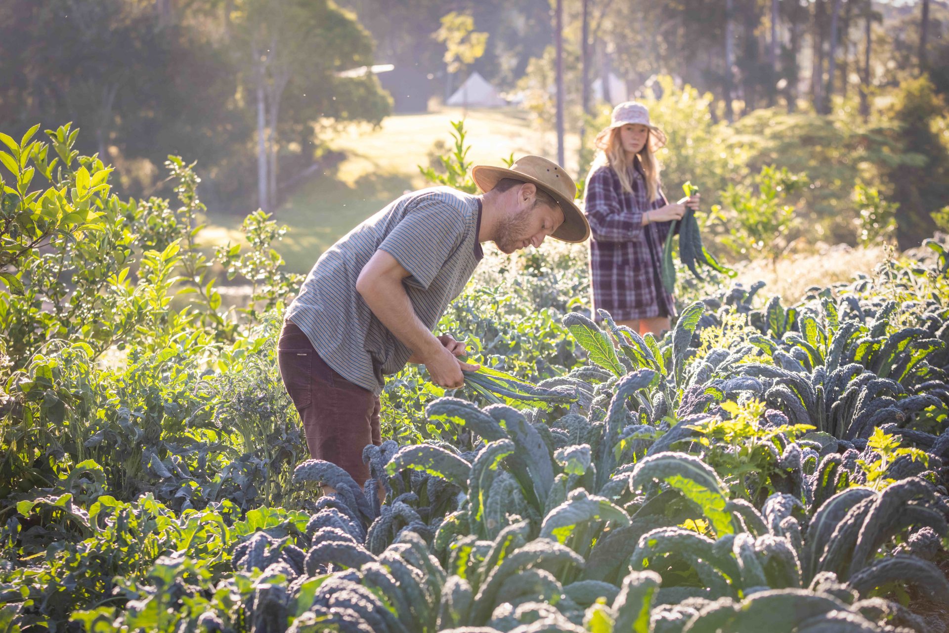 The fantastic farm that will give Sunshine Coast a brand new flavour