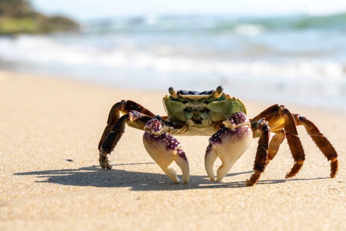 Sunshine-Coast-News-crab-Jodie-Price